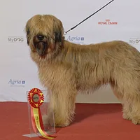 Briard