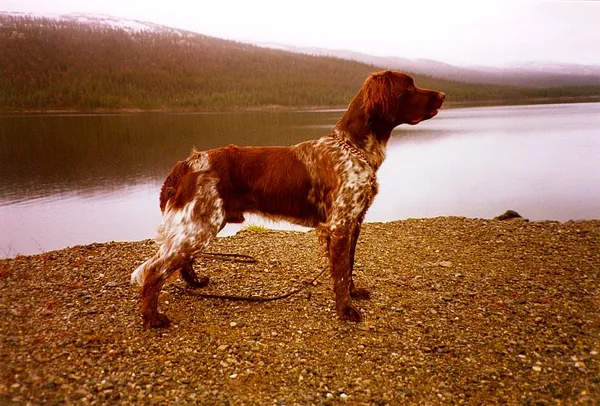 A Small Munsterlander