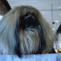 Pekingese, picture 6 of 7