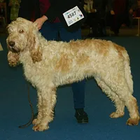 Spinone Italiano, picture 7 of 9