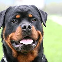 Rottweiler, picture 6 of 9