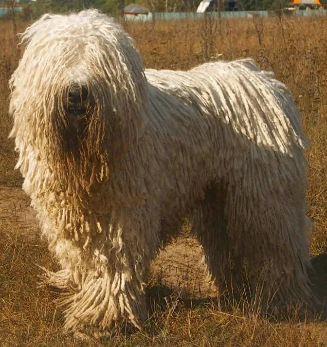 Komondor dog, photographed by Nikki68 at Russian Wikipedia