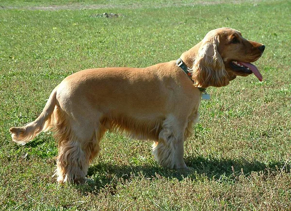 A Cocker Spaniel