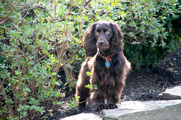 A Boykin Spaniel