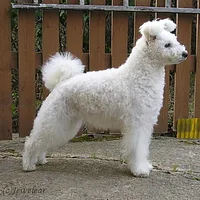 A Pumi dog