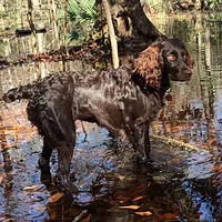 Boykin Spaniel, picture 2 of 8