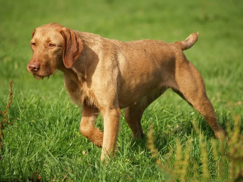 Vizsla dog, photographed by Noveczki Katalin