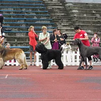 Leonberger, picture 10 of 10