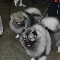 Keeshond, picture 10 of 10