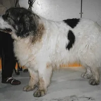 Pyrenean Mastiff, picture 5 of 7