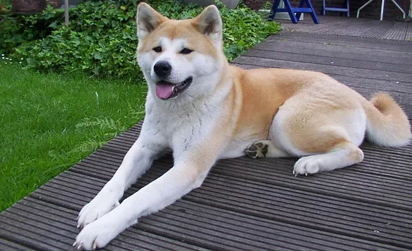 A Japanese Akitainu