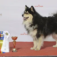 Swedish Lapphund, picture 4 of 8