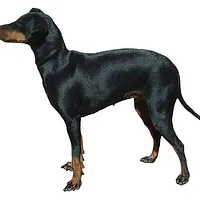 Manchester Terrier (Standard), picture 5 of 10
