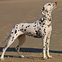 Dalmatian, picture 1 of 9