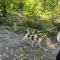 Kromfohrlander, picture 9 of 10