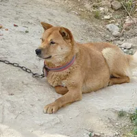 Jindo, picture 4 of 8