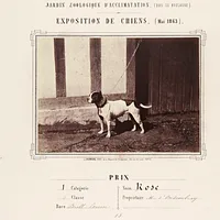 Bull Terrier