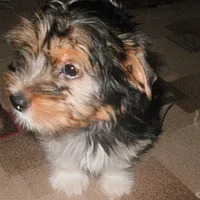 Biewer Terrier, picture 6 of 9