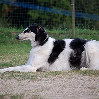 Borzoi, picture 2 of 9