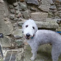Bedlington Terrier, picture 5 of 9