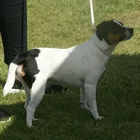 Danish-Swedish Farmdog