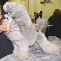 Poodle (Toy), picture 4 of 7