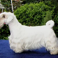 Welsh Terrier, picture 3 of 10