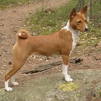 Basenji