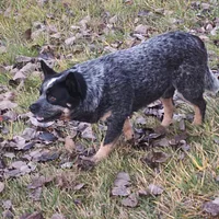Australian Cattle Dog
