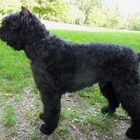 Bouvier des Flandres