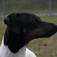 Japanese Terrier, picture 7 of 10