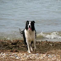 Border Collie