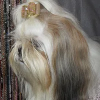 Shih Tzu, picture 8 of 8