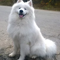 Samoyed