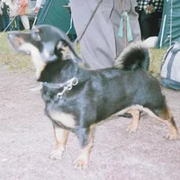 Lancashire Heeler, picture 7 of 8