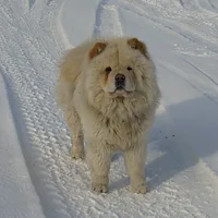 Chow Chow, picture 3 of 10