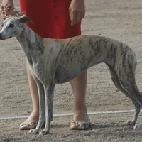 A Whippet dog