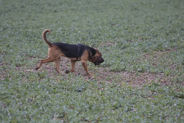Bloodhound
