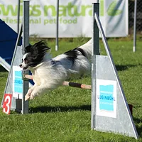 Papillon, picture 3 of 7