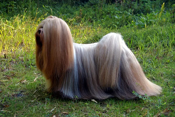 A Lhasa Apso