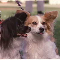 Papillon