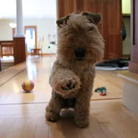 Welsh Terrier, picture 8 of 10