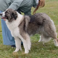 Romanian Carpathian Shepherd, picture 3 of 10