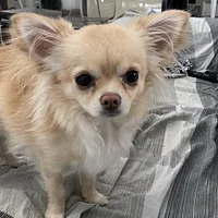 Chihuahua, picture 6 of 10