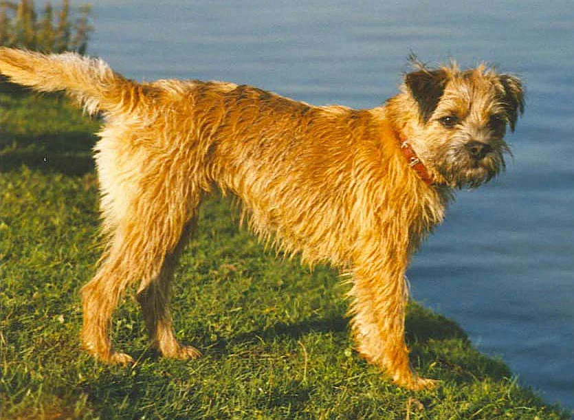 Border Terrier dog, photographed by Charles J Sharp