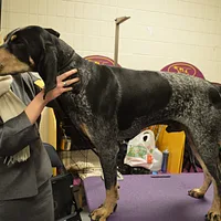 Bluetick Coonhound, picture 10 of 10