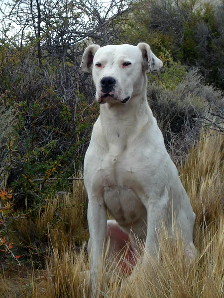 A Dogo Argentino
