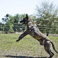 Dutch Shepherd