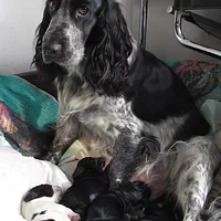 English Cocker Spaniel, picture 9 of 10