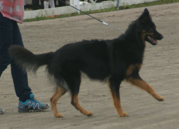 Bohemian Shepherd